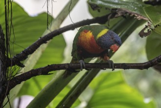 Rainbow lorikeet (Trichoglossus moluccanus), Emmen Zoo, Netherlands