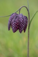 Snake's head fritillary (Fritillaria meleagris), Emsland, Lower Saxony, Germany, Europe