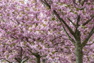 Japanese flowering cherry (Prunus serrulata Kanzan), Emsland, Lower Saxony, Germany, Europe