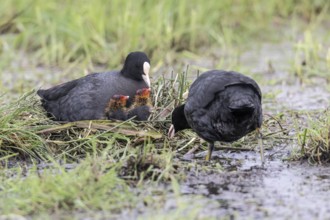 Common coots (Fulica atra) with chicks, Lower Saxony, Germany, Europe