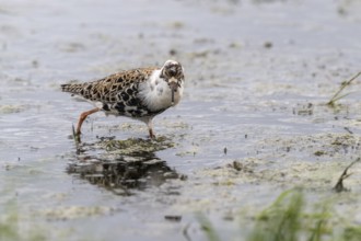 Ruff (Calidris pugnax), Lower Saxony, Germany, Europe