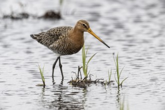 Black-tailed Godwit (Limosa limosa), Lower Saxony, Germany, Europe