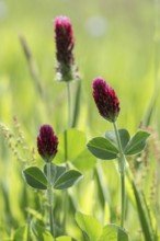 Incarnate clover (Trifolium incarnatum), Emsland, Lower Saxony, Germany, Europe