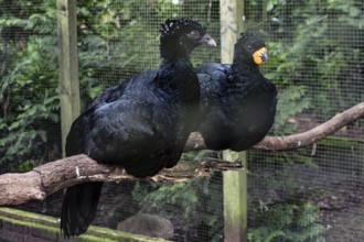 Red-billed curassow (Crax blumenbachii), Walsrode Bird Park, Lower Saxony, Germany, Europe