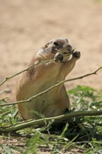 Black-tailed prairie dog (Cynomys ludovicianus), adult, feeding, foraging, Sonoran Desert, Arizona,