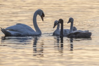 Mute swans (Cygnus olor), adults and juveniles, Baden-Württemberg, Germany, Europe