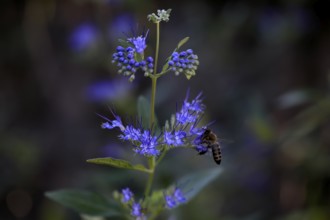 Clandon caryopteris (caryopteris x clandonensis), flower, flowering, Germany, Europe