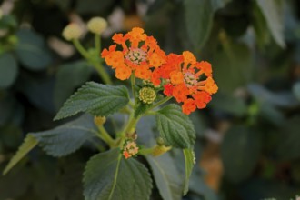 Spanish flag (Lantana camara), blooming, flower, Elllerstadt, Germany, Europe