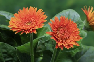 Gerbera (Gerbera), blooming, flowers, orange, Ellerstadt, Germany, Europe