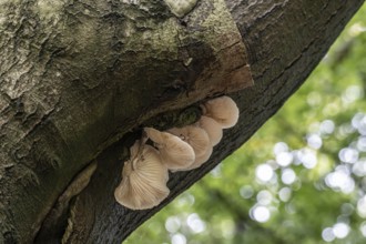 Ringed beech slime moulds (Oudemansiella mucida) on old copper beech (Fagus sylvatica), Emsland,