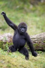 Western gorilla (Gorilla gorilla), imposing behaviour, threatening, young animal, tree