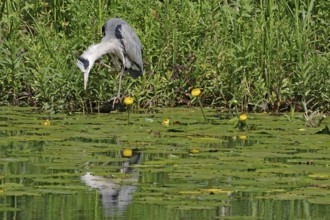 A heron stands on the shore of a lake with water lilies, the water reflects its shape, Forth and