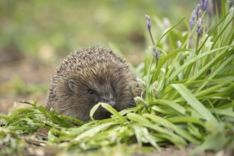 European hedgehog (Erinaceus europaeus) adult animal walking by flowering Bluebells in the spring,