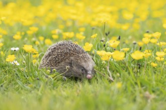 European hedgehog (Erinaceus europaeus) adult animal in a spring time meadow with flowering