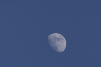 Moon in the waxing gibbous phase in the night sky, Suffolk, England, United Kingdom, Europe