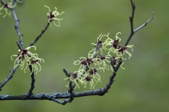 Witch-hazel (Hamamelis), February, Germany, Europe