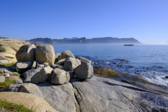 Boulders Penguin Colony, Simons Town, Cape Town, Cape Island, South Africa, Africa