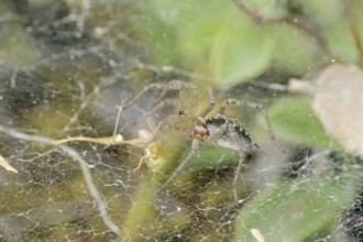 Common labyrinth spider (Agelena labyrinthica), female in web, Provence, South of France