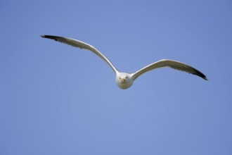 Yellow-legged gull (Larus michahellis), flying, Camargue, Provence, southern France