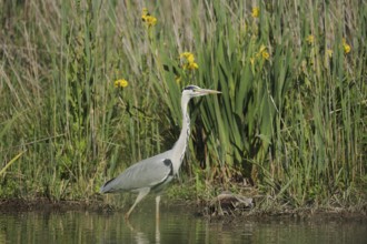 Grey heron or grey heron (Ardea cinerea), Camargue, Provence, southern France