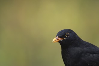 European blackbird (Turdus merula) adult male bird head portrait, England, United Kingdom, Europe