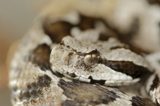 Asia Minor mountain viper or Turkish mountain viper (Montivipera xanthina, Vipera xanthina),