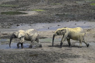 African forest elephants (Loxodonta cyclotis) in the Dzanga Bai forest clearing, Dzanga-Ndoki