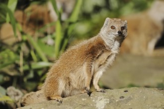 Yellow mongoose (Cynictis penicillata), captive, occurrence in Africa