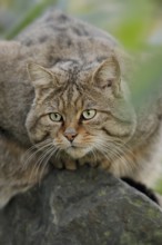 European wildcat (Felis silvestris silvestris), captive, North Rhine-Westphalia, Germany, Europe