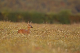 Roe deer (Capreolus capreolus) adult female doe in a summer wildflower field, Suffolk, England,