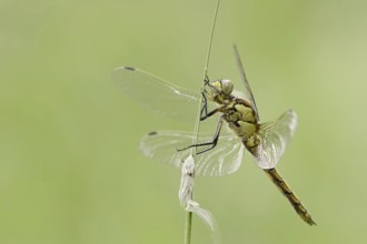 Black-tailed skimmer (Orthetrum cancellatum), female, North Rhine-Westphalia, Germany, Europe