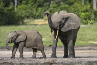 African forest elephants (Loxodonta cyclotis) in the Dzanga Bai forest clearing, Dzanga-Ndoki