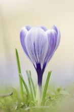 Flowering crocus (Crocus spec.) in spring, North Rhine-Westphalia, Germany, Europe