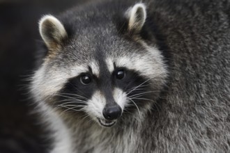 Raccoon (Procyon lotor), portrait, Hesse, Germany, Europe