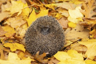 European hedgehog (Erinaceus europaeus) adult animal curled in a ball sleeping on fallen autumn