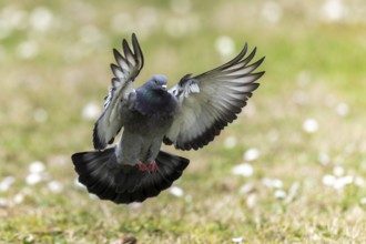 City dove (Columba livia forma domestica) in flight, wildlife, Germany, Europe