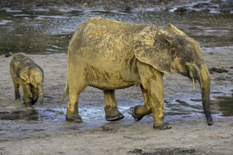 African forest elephants (Loxodonta cyclotis) in the Dzanga Bai forest clearing, Dzanga-Ndoki