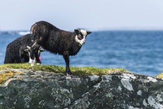 Wild Sheep from Haraldshaugen, HAUGESUND, North Sea in Rogaland County, Åkrafjord, Norway, Europe