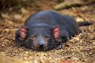 Tasmanian devil, marsupial devil (Sarcophilus harrisii), adult portrait, Mount Lofty, South