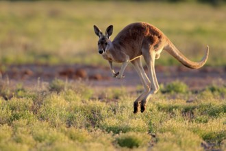 Red kangaroo (Macropus rufus), adult, jumping, Tibooburra, Sturt National Park, New South Wales,