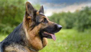 Pets, Dog, German Shepherd, AI-generated, AI generated