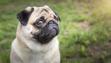 Pets, dog, pug, English dog breed, AI-generated, AI generated