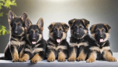 Pets, Dog, German Shepherd, Puppies, AI-generated, AI generated