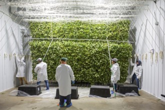 Paw Paw, Michigan, Migrant farmworkers at Grasshopper Farms hang the newly-harvested cannabis on