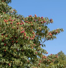 Japanese flowering dogwood (Cornus kousa), fruits, Münsterland, North Rhine-Westphalia, Germany,