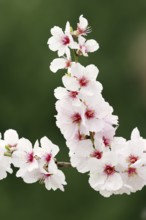 Almond tree (Prunus dulcis, Prunus amygdalus), blossoms, Hessische Bergstrasse, Hesse, Germany,