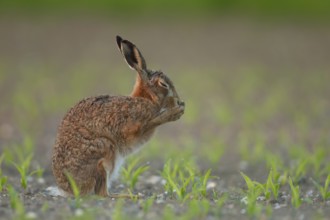 European brown hare (Lepus europaeus) adult animal washing its face in a farmland maize crop field,