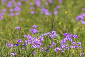 Bird's-eye primrose (Primula farinosa) in bloom on a meadow