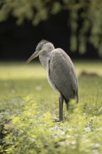 Grey heron (Ardea cinerea), standing, looking diagonally downwards, profile view, close-up, grass,