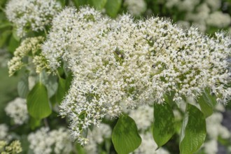 Giant dogwood flowers, Bavaria, Germany, Europe